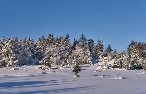 zweeds landschap in de sneeuw met een blauwe lucht