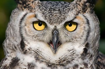American eagle owl by Paul van Gaalen, natuurfotograaf