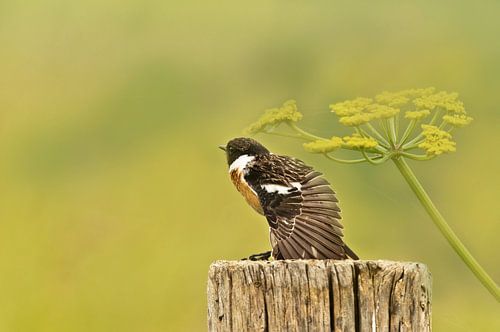 Schwarzkehlchen (männlich)