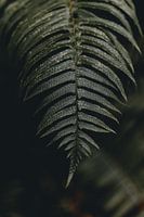 Fern in the mystical Hoh Rain Forest | moody photo art print