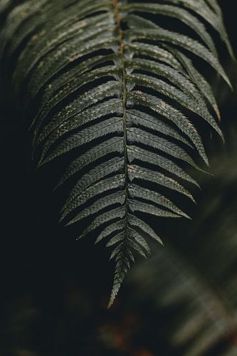 Varen in het mystieke Hoh Regenwoud | moody foto print