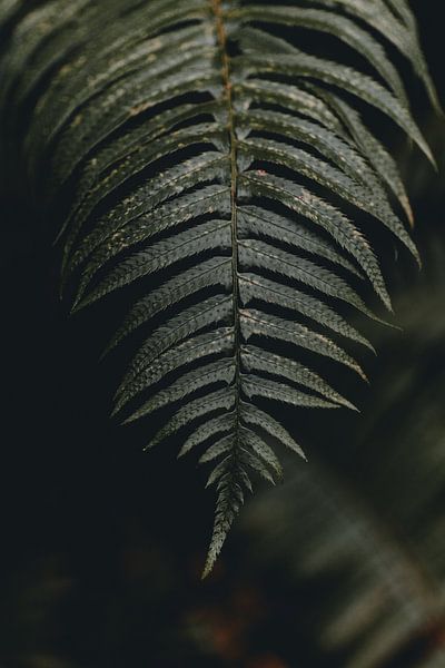 Varen in het mystieke Hoh Regenwoud | moody foto print van Elise van Gils
