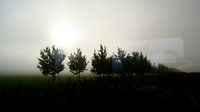 morning taake