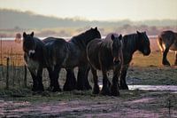 King horses