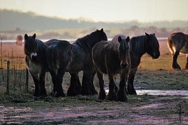 King horses by Henk Noevers