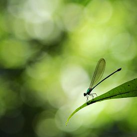 Kleinlibelle in einem tropischen Regenwald von Simon Hazenberg