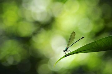 Demoiselle dans une forêt tropicale sur Simon Hazenberg