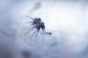 Betoverende  pluizige zaaddoos van de Wilde Clematis.