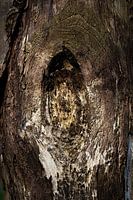 wood structure of an old meadow pole