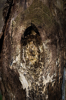 Holzstruktur eines alten Wiesenpfahls