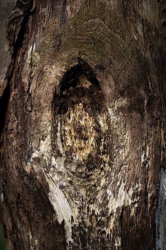 Een oude weidepaal zomaar ergens langs  een weiland