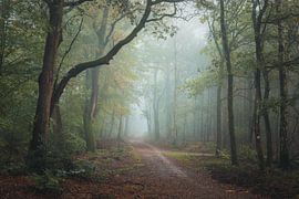 Atmospheric autumn forest