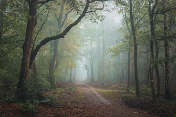 Atmospheric autumn forest by Eefje John