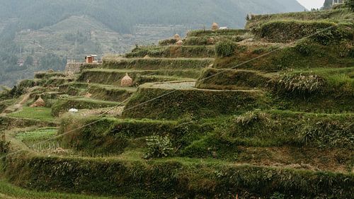 traditionele rijstterrassen