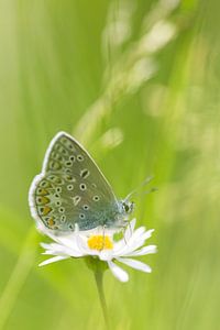 Common blue butterfly von Mark Scheper