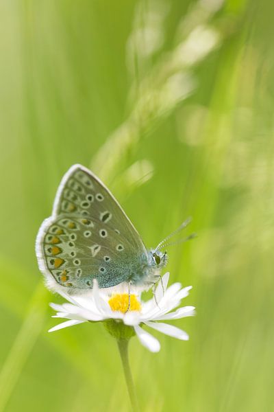 Icarusblauwtje vlinder op bloem van Mark Scheper