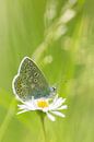 Icarusblauwtje vlinder op bloem van Mark Scheper thumbnail