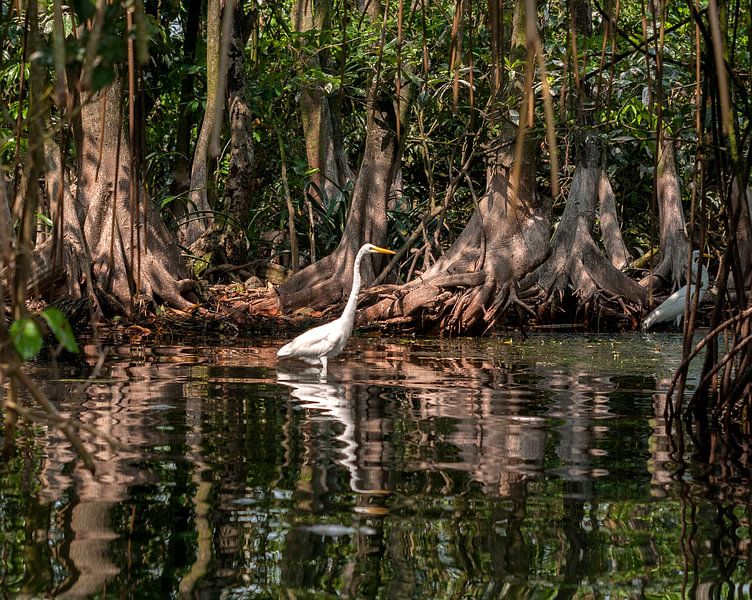 Grote zilverreiger by Maarten Verhees