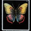 Timbre-poste vintage - Papillon jaune rouge fond noir sur Digitale Schilderijen