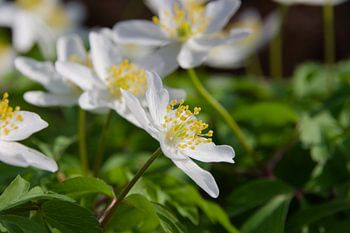 Wood anemones in the sun