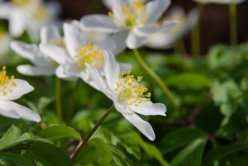 Wood anemones in the sun