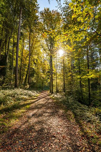 Herfst in het bos met prachtige zonneschijn en kleurrijke bladeren