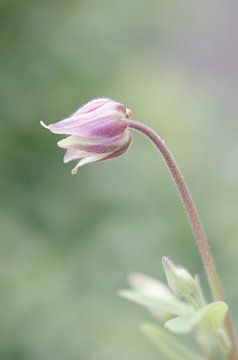 Columbine in bud by René Vos