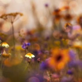 Veld met wilde bloemen van kiekjes & kunst