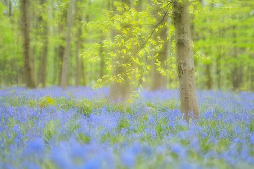 Bluebell forest