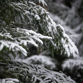 Tannenbaum und Schnee im Wald von Karijn | Fine art Natuur en Reis Fotografie
