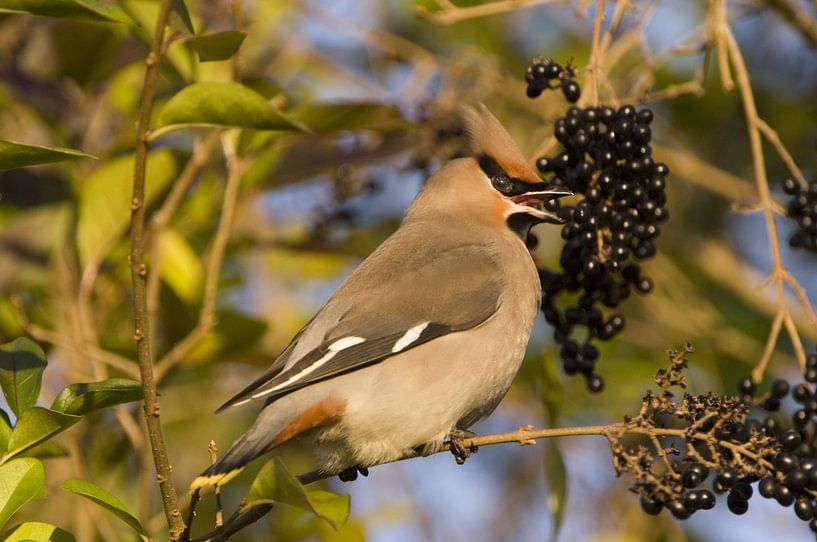 Bully von Paul van Gaalen, natuurfotograaf