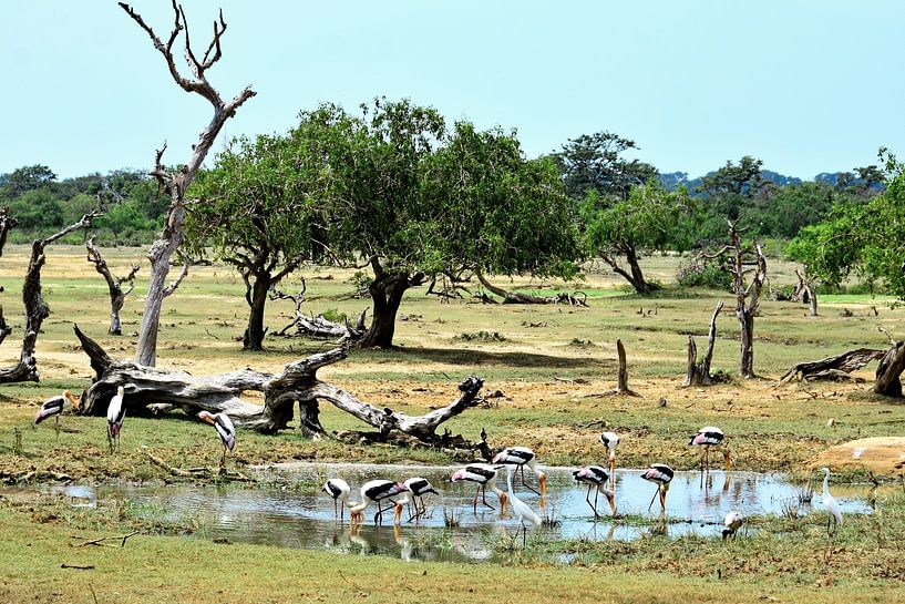 Vie sauvage au parc de Yala, Sri Lanka par Frank Photos