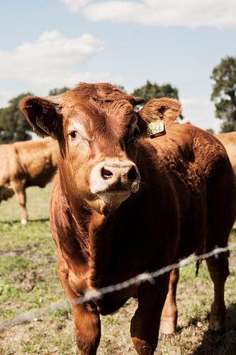 Curious Cow