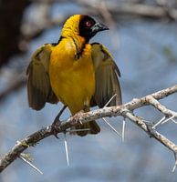 yellow bird