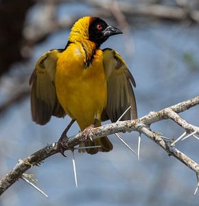 yellow bird von Anne-Marie Vermaat