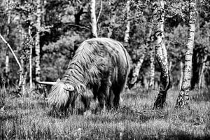Grazende Schotse Hooglander in het bos! van Peter Haastrecht, van