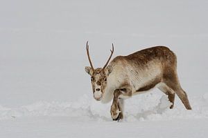 Rentier, das im Schnee während des Winters in Nordnorwegen weiden lässt