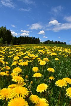 A field in bloom in spring by Claude Laprise