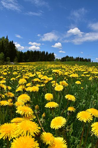 Een veld in bloei in de lente