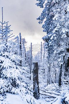 Winter landscape by Rob Bergman