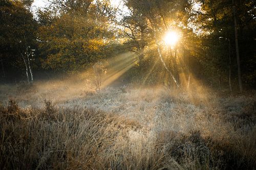Zonnestralen door de bomen