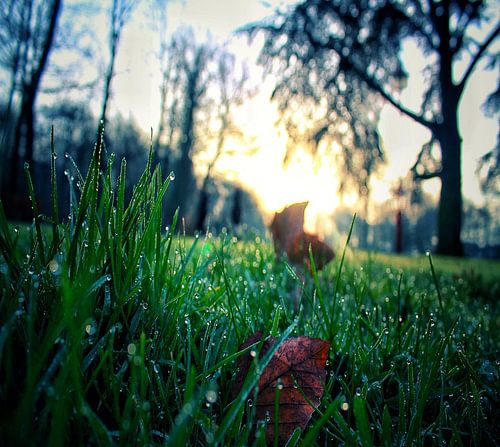 Natuur 