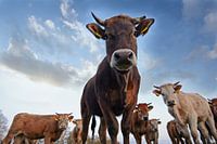 Vaches curieuses