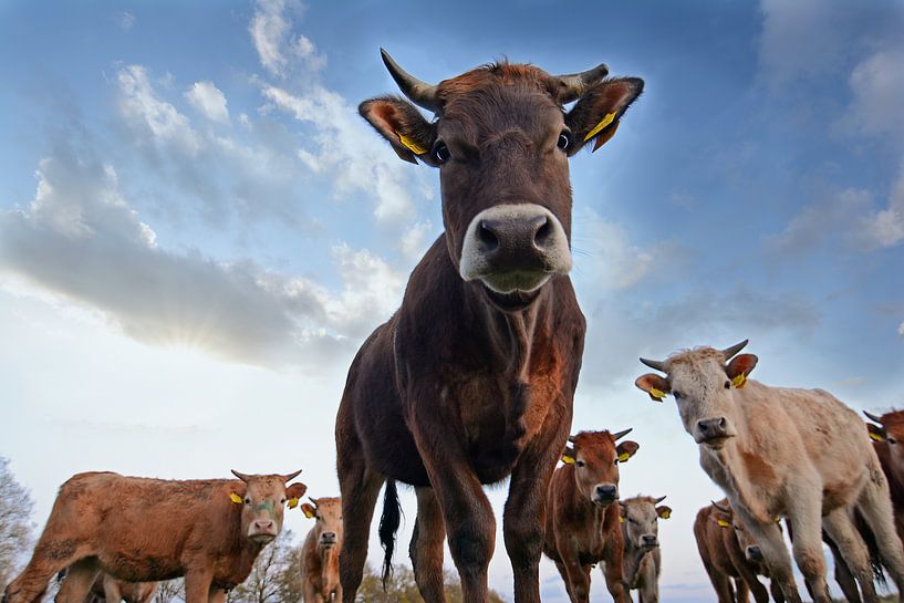 Nieuwsgierige Koeien van René van der Horst