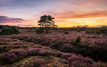 Heath landscape with flying pines on the Hondsrug