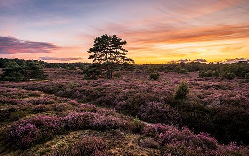 Heath landscape with flying pines on the Hondsrug