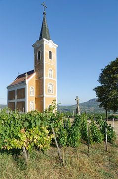 in the vineyards of Badacsony,Balaton,Hungary by Peter Eckert