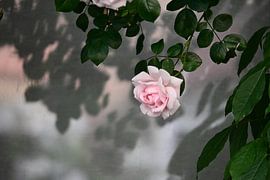 Une rose rose tendre dans une lumière onirique sur Bambi Lu
