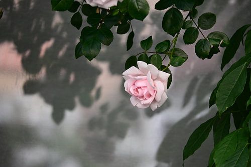 A Soft Pink Rose in Dreamy Light