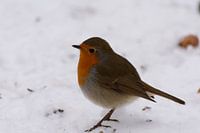 robin
